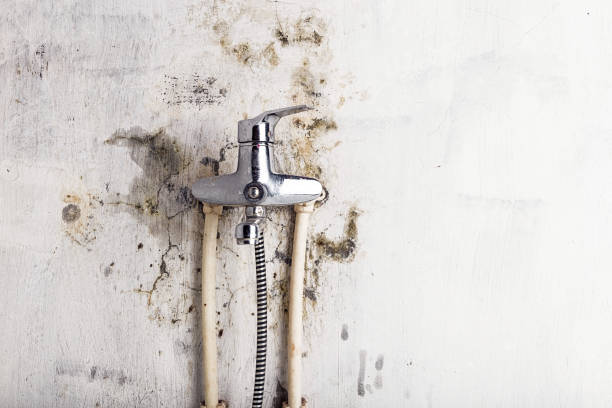 Best Black Mold Removal  in Succasunna, NJ