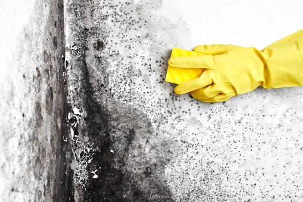 Best Mold Cleaning Services  in Succasunna, NJ