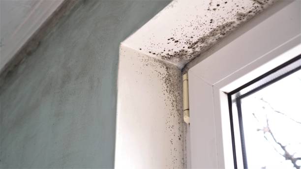 Best Emergency Mold Removal  in Succasunna, NJ