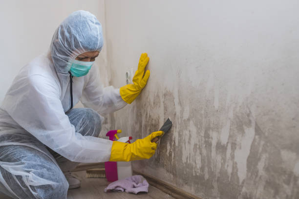 Mold Removal Process in Succasunna, NJ