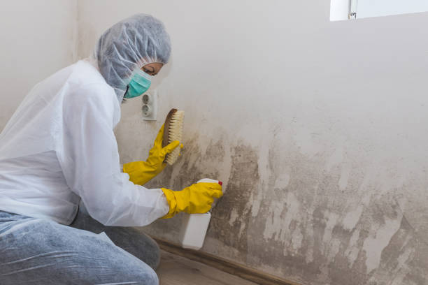 Mold Removal Process in Succasunna, NJ