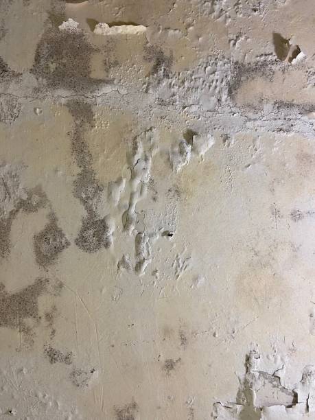 Best Mold Removal Company Near Me  in Succasunna, NJ