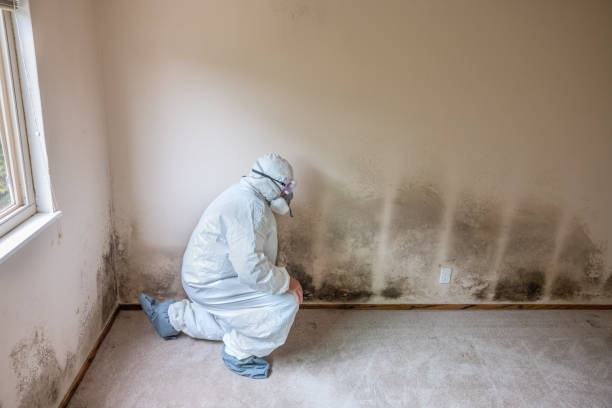 Attic Mold Removal in Succasunna, NJ