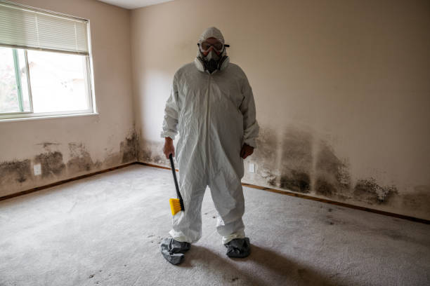 Best Mold Damage Repair  in Succasunna, NJ